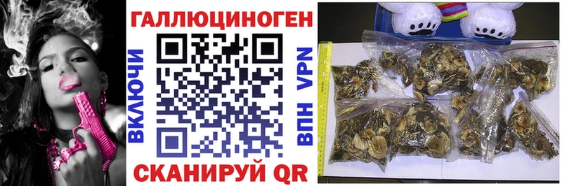 Псилоцибиновые грибы Cubensis  Печоры 